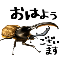 [LINEスタンプ] クワカブ好き2の画像（メイン）