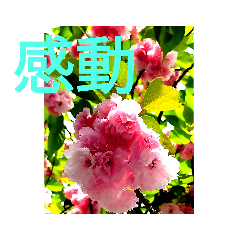 [LINEスタンプ] 感動系大文字桜№7博子大公HRKEmperorSTAMP