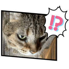 [LINEスタンプ] 猫のB君スタンプ