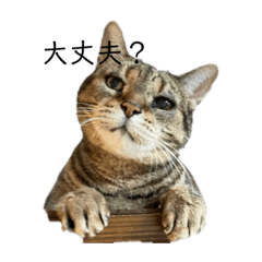 [LINEスタンプ] 猫のB君