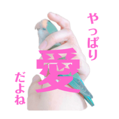 [LINEスタンプ] コザクラインコ好きのためのスタンプ