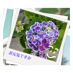 [LINEスタンプ] お花で挨拶しょう