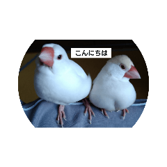 [LINEスタンプ] 文鳥リアル