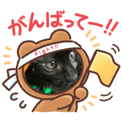 [LINEスタンプ] ボクは猫のテンの画像（メイン）