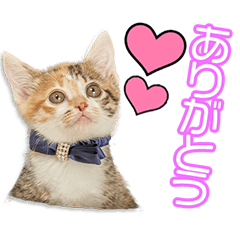 [LINEスタンプ] 白石家のLuluちゃん