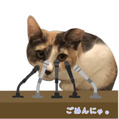 [LINEスタンプ] 動く‼︎かわいい犬猫スタンプ♪