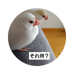 [LINEスタンプ] うちの文鳥です