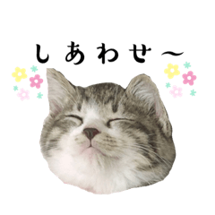 [LINEスタンプ] うちの子こねこ編