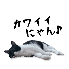 [LINEスタンプ] くろあめぽぽ