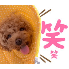 [LINEスタンプ] コタロースタンプ3パピー編