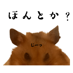 [LINEスタンプ] 私、ハムスターのまめともうします。