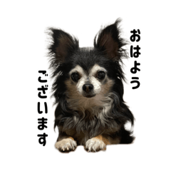 [LINEスタンプ] 愛犬チップ様