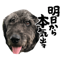 [LINEスタンプ] ショパンとニコと家康と