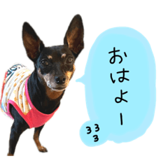[LINEスタンプ] お礼のミニピンちゃん