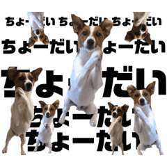 [LINEスタンプ] Jack_Russell_Terrier_5