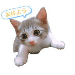 [LINEスタンプ] ライにゃん2