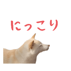 [LINEスタンプ] チロルルのスタンプ③