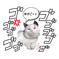 [LINEスタンプ] 白黒ねこのふくちゃん