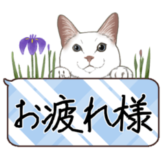 [LINEスタンプ] 毎日使えるリアル猫の大人お花バージョン