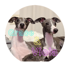 [LINEスタンプ] Grace＆Violaイタグレスタンプ