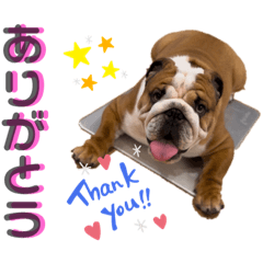 [LINEスタンプ] ブルドッグの茶亜助 チャースケ
