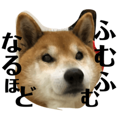 [LINEスタンプ] 柴犬リュウくんのスタンプ