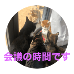 [LINEスタンプ] ねこ軍団2022