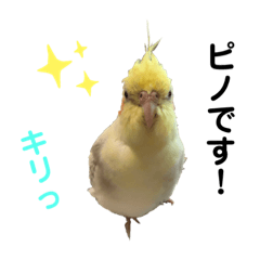 [LINEスタンプ] オカメインコのピノ vol.3.1