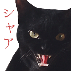 [LINEスタンプ] 黒猫のくじら