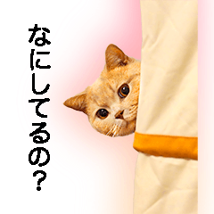 [LINEスタンプ] こもちゃんさんさい スタンプ