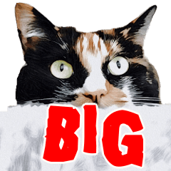 [LINEスタンプ] BIG三毛猫スタンプ
