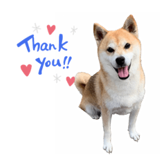 [LINEスタンプ] 柴犬エル