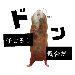 [LINEスタンプ] モルモットのコスモス