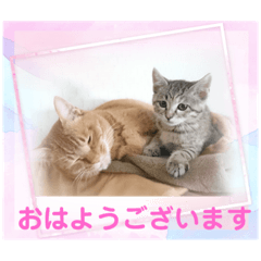 [LINEスタンプ] タラとミミ