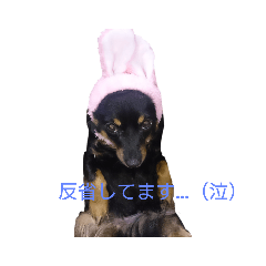 [LINEスタンプ] チワックスなぁーちゃん☆