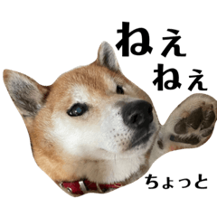 [LINEスタンプ] 柴犬リュウくんのスタンプ①