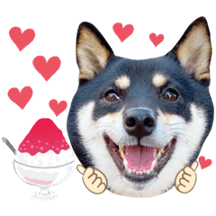[LINEスタンプ] 豆柴あさのんスタンプ#2 夏ver.