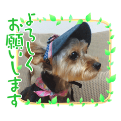 [LINEスタンプ] 可愛ぃコマルちゃん