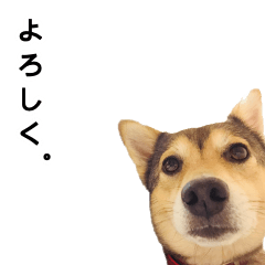 [LINEスタンプ] 雑種のあいちゃん（四国犬似）