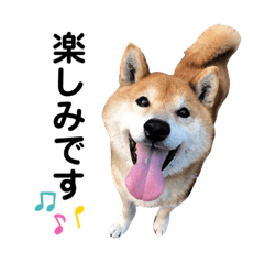 [LINEスタンプ] 柴犬リュウくんのスタンプ②敬語編