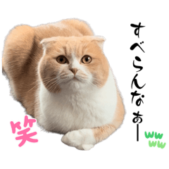 [LINEスタンプ] ミラたんスタンプD