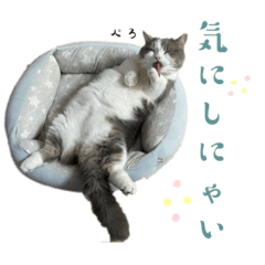 [LINEスタンプ] アムのひとこと2