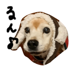 [LINEスタンプ] 喜怒哀楽の激しい犬様との日常part3