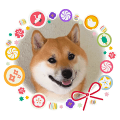 [LINEスタンプ] 柴犬ふう太のLINEスタンプの画像（メイン）