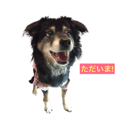 [LINEスタンプ] オリーブの保護犬応援スタンプ