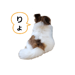 [LINEスタンプ] わが家の3パピヨン