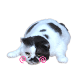 [LINEスタンプ] 牛柄猫のみー