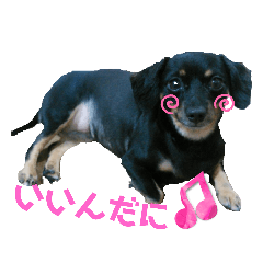 [LINEスタンプ] チワックスなぁーちゃん☆長野弁だに！