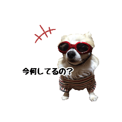 [LINEスタンプ] チワワのゆきち。