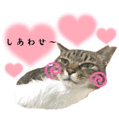 [LINEスタンプ] にゃんずふぁみりーの日常みんな愛されてる